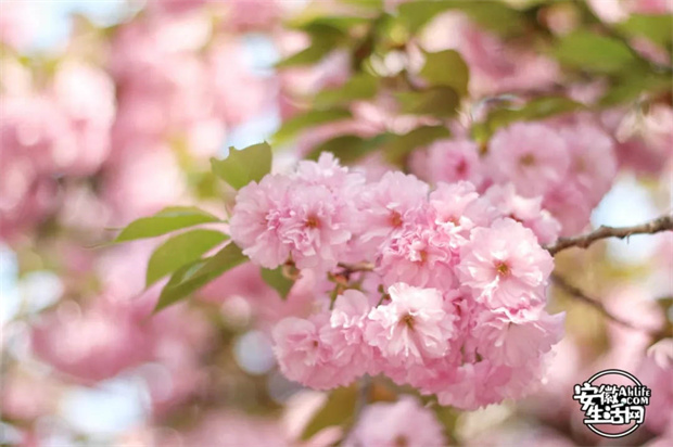 GA黄金甲(中国)最新官方网站