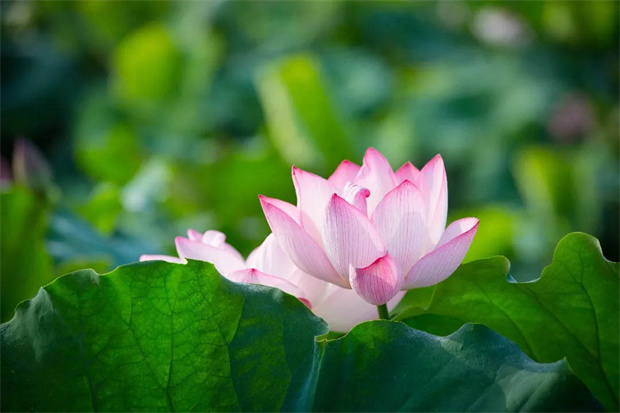 GA黄金甲(中国)最新官方网站