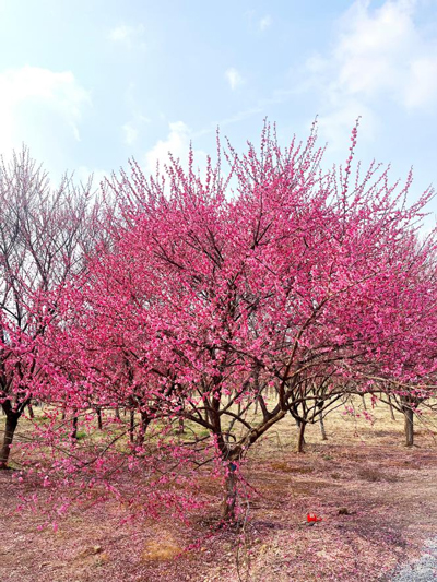GA黄金甲(中国)最新官方网站