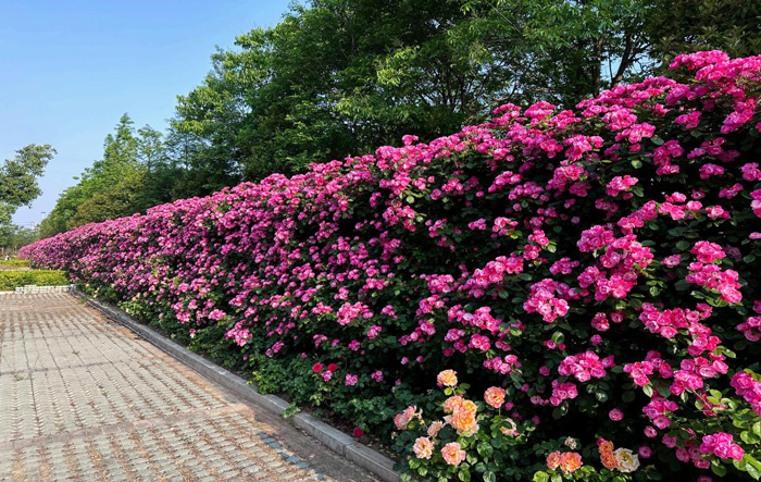 GA黄金甲(中国)最新官方网站