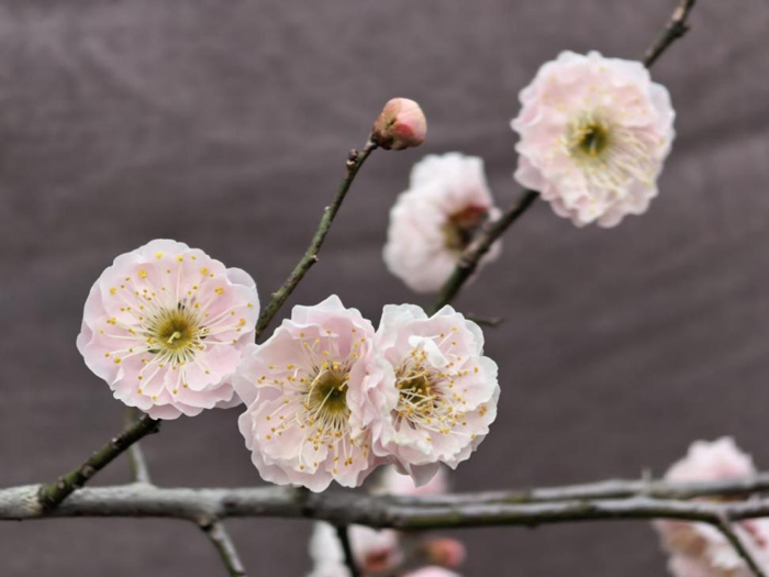 GA黄金甲(中国)最新官方网站
